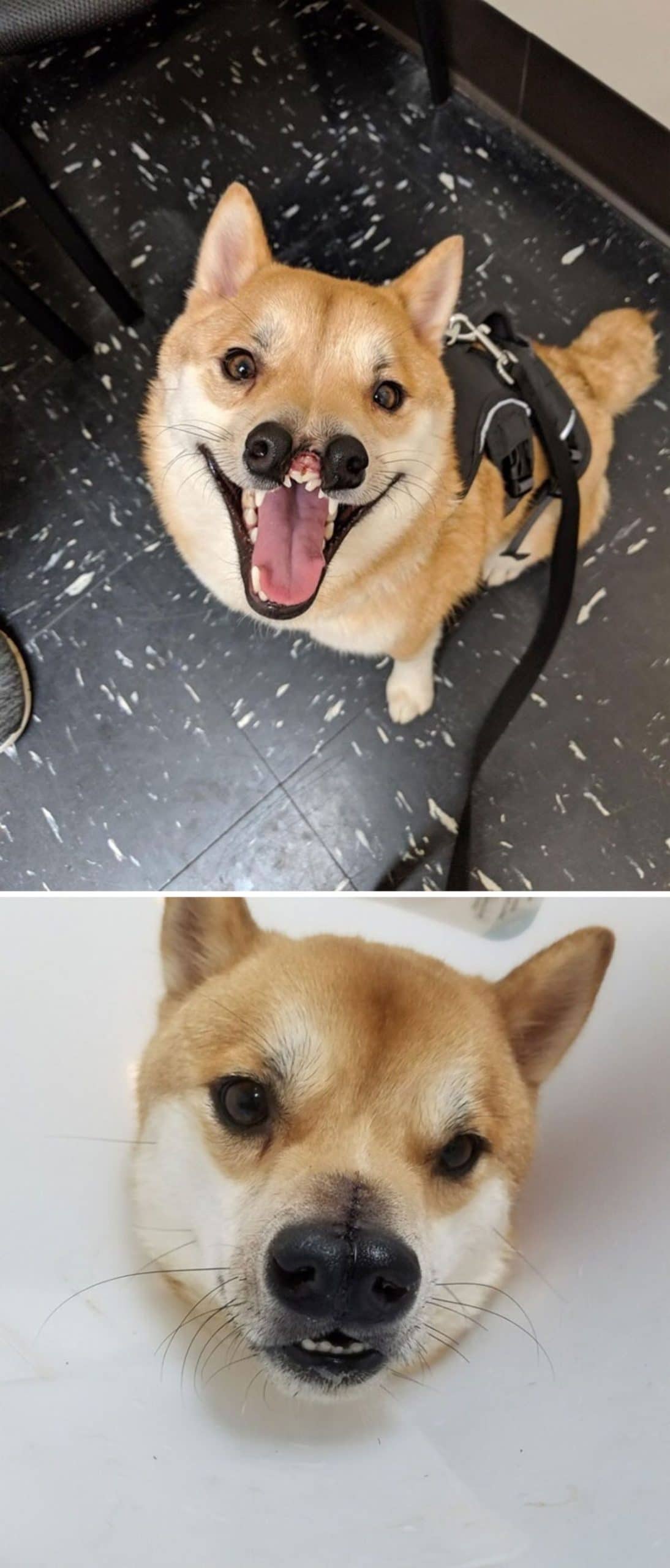 1 photo of a brown and white dog with a gap between the nostrils and teeth showing there and 1 photo of it fixed after surgery
