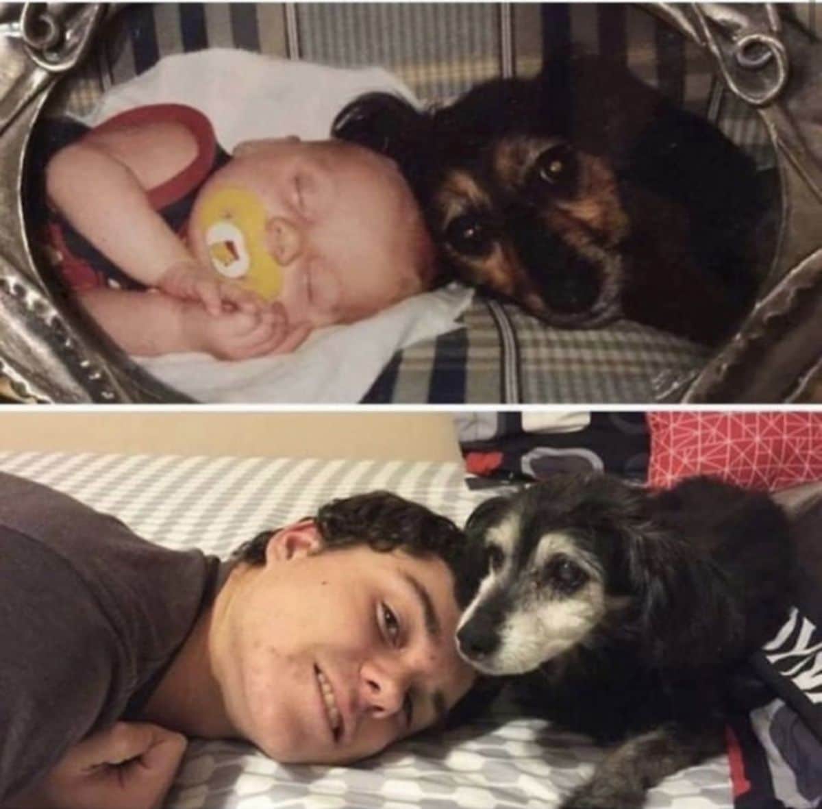 1 photo of a baby with a black and brown dog and 1 photo of them grown up together in the same pose on a bed