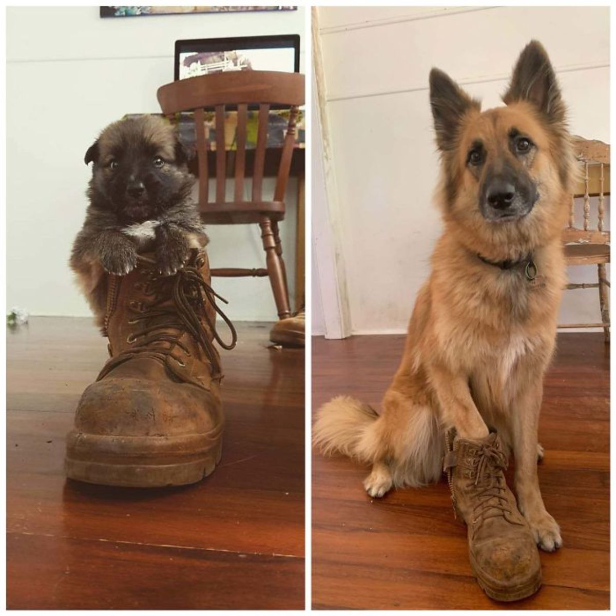 1 photo of a german shepherd puppy with the bottom half of the body inside a brown boot and 1 photo of the same dog grown with 1 paw inside the same boot