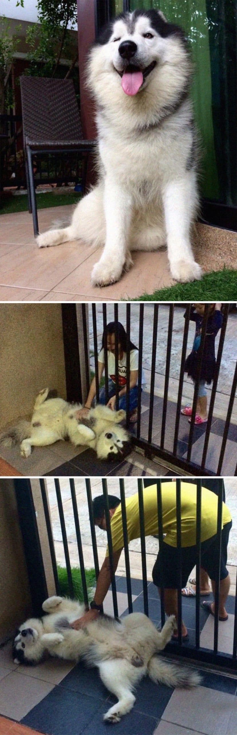 1 photo of black and white husky sitting on the floor with the tongue out and 2 photos of the dog laying belly up by a gate and people petting it