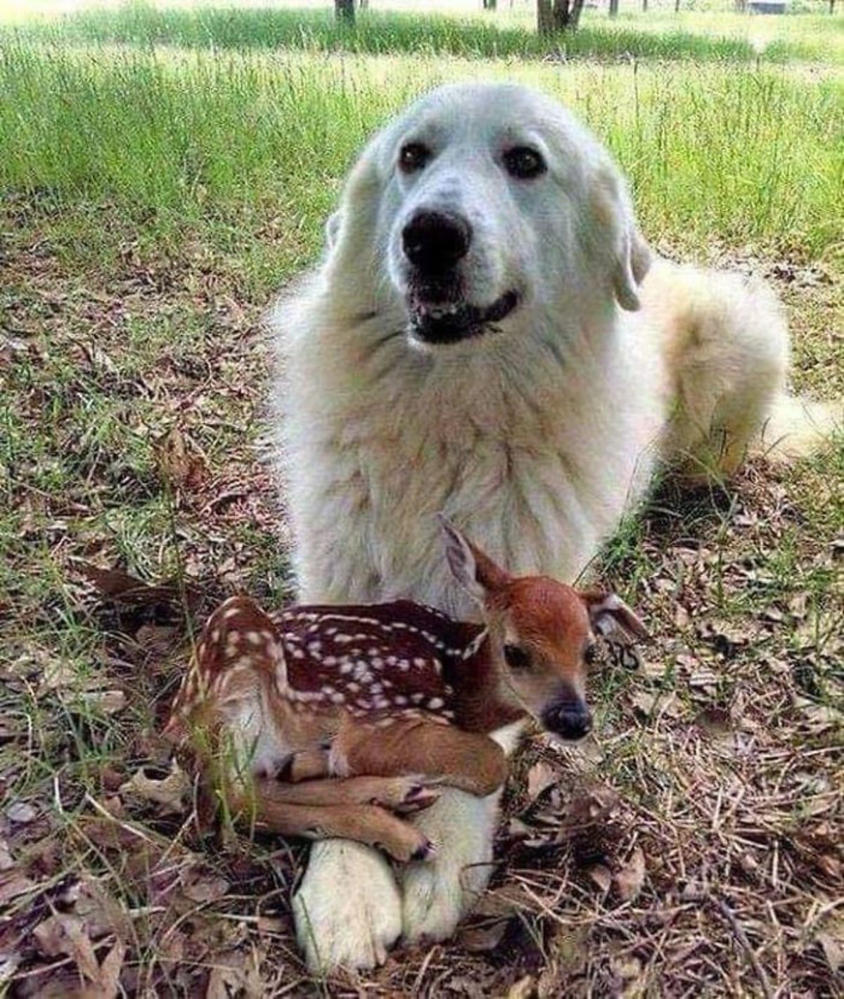 fluffy white dog laying on grass with a baby deer laying across the dog's outstretched front legs