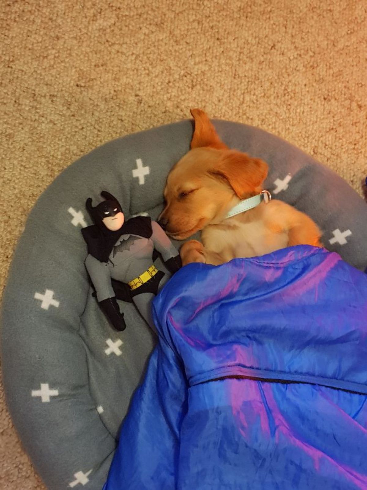 golden retriever puppy in a grey bed under a blue blanket next to a batman toy