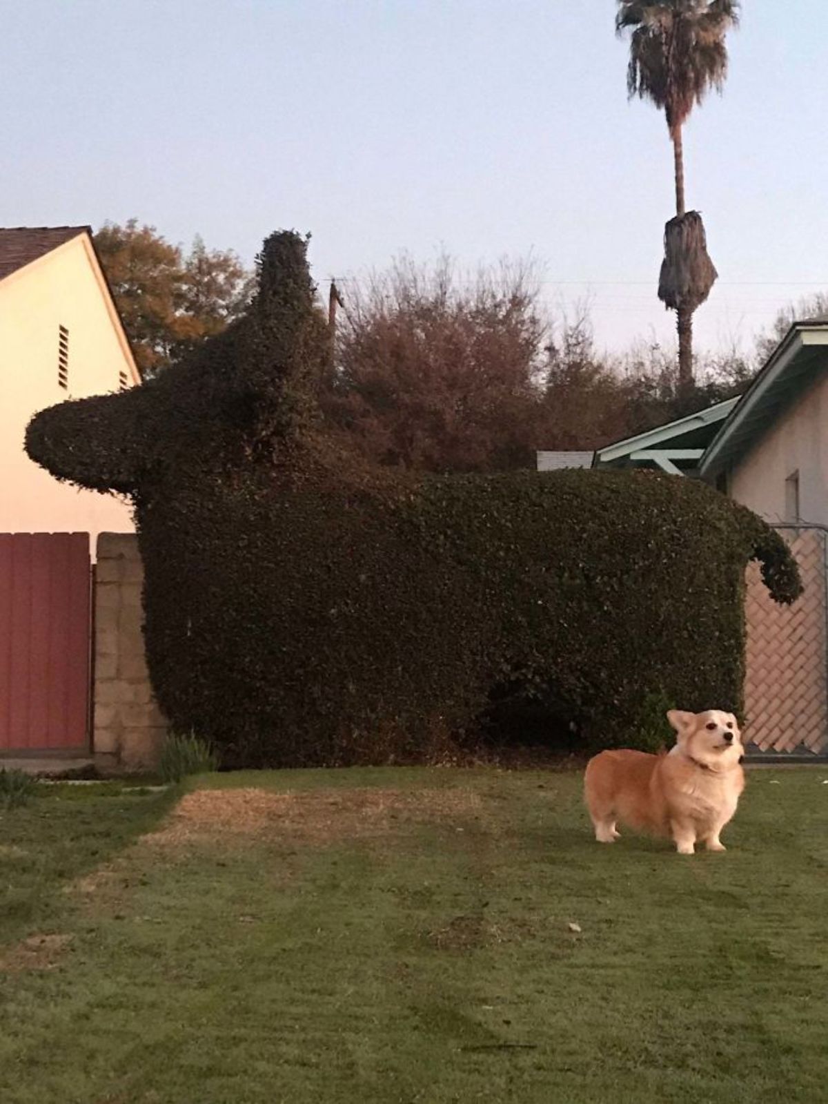 brown and white corgi standing on grass to the side in front of a giant hedge carved in the shape of a corgi