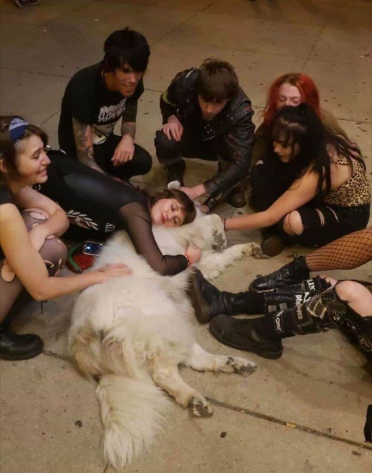 fluffy white dog laying sideways on the floor with 6 women and men petting the dog and 1 woman is hugging the dog