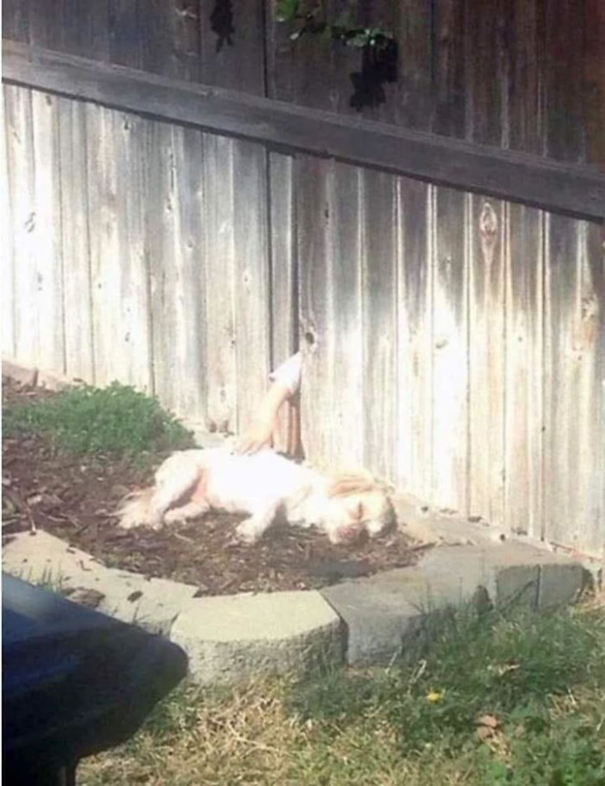 white dog laying on soil next to a wooden fence with someone's hand poking out to pet the dog