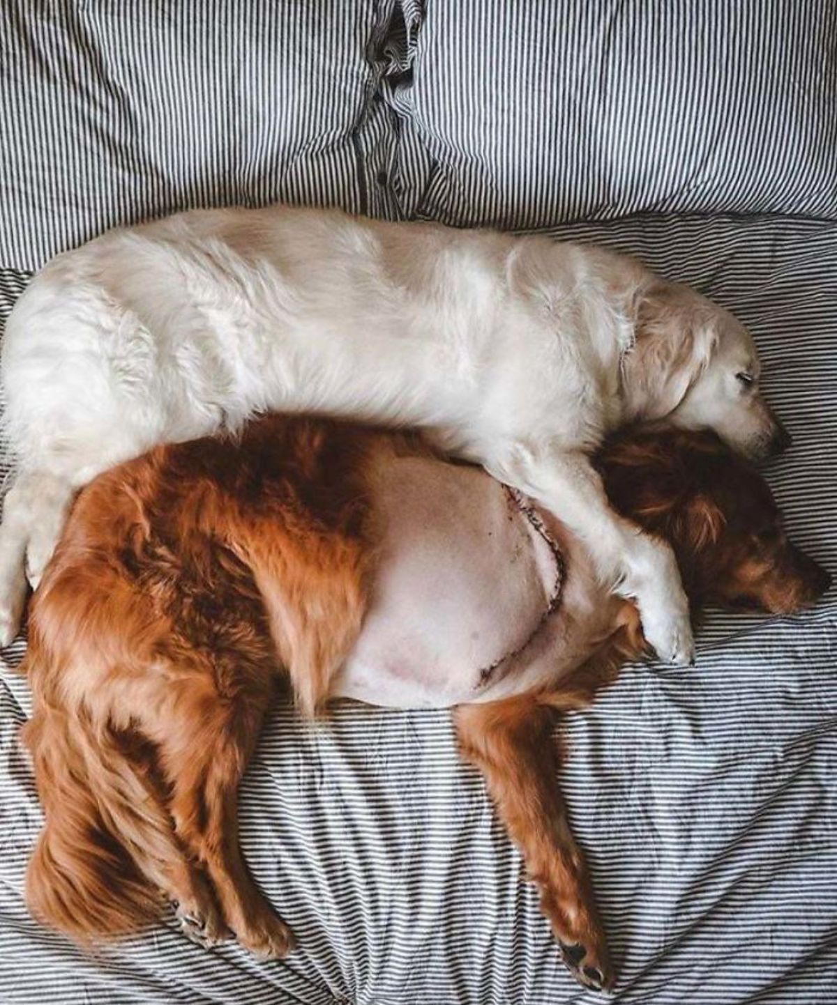 light golden retriever laying sideways on a bed hugging a dark golden retriever that has the body shaved and stitches around the chest