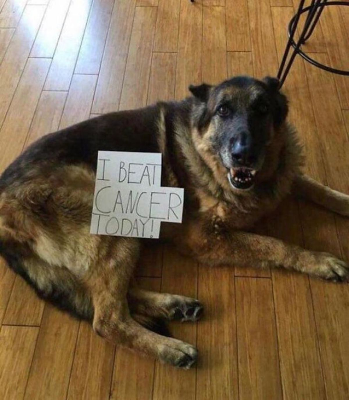 german shepherd laying on wooden floor with a sign on the body saying I BEAT CANCER TODAY!