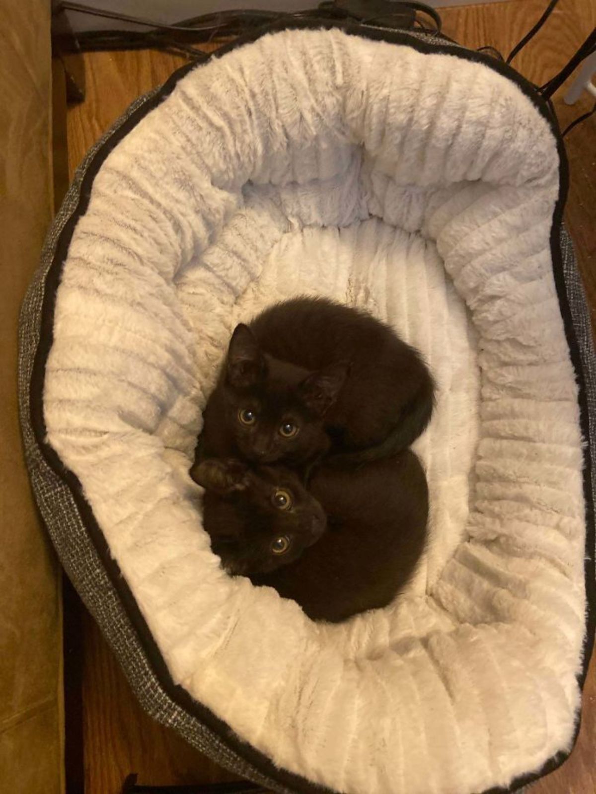 2 black kittens laying in a grey cat bed