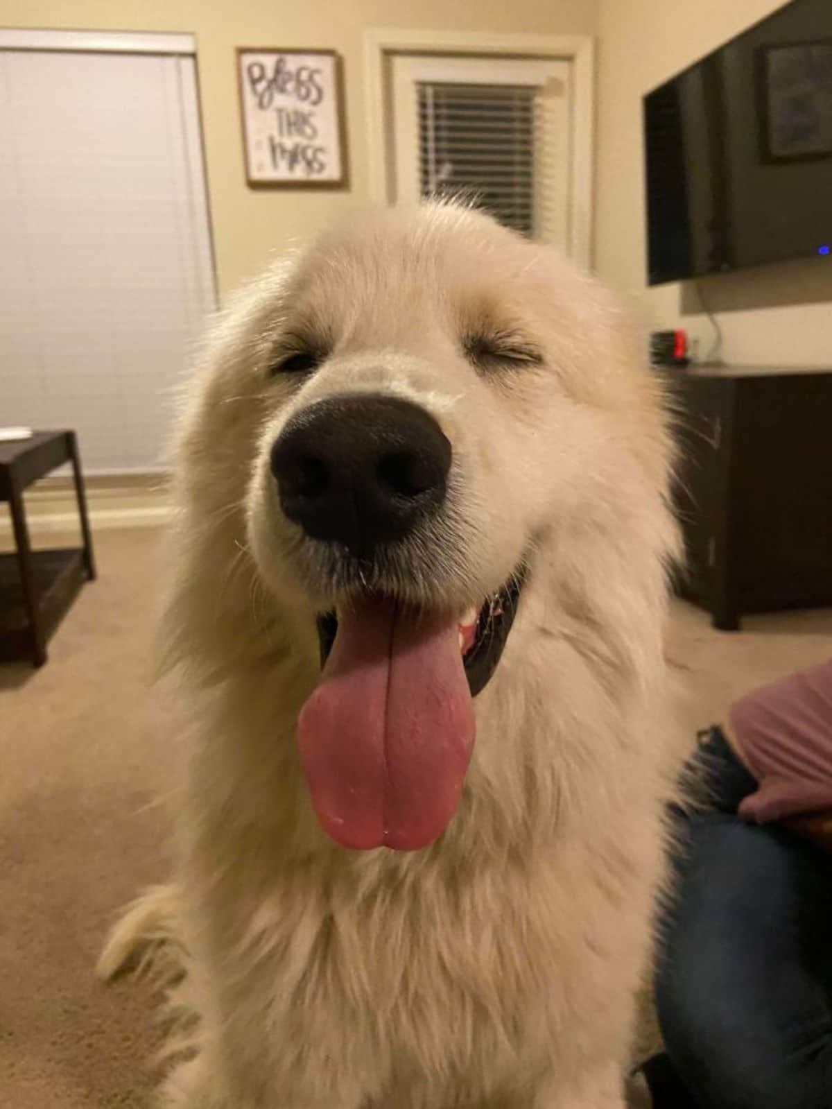 fluffy white dog sitting on the floor with eyes closed and tongue sticking out