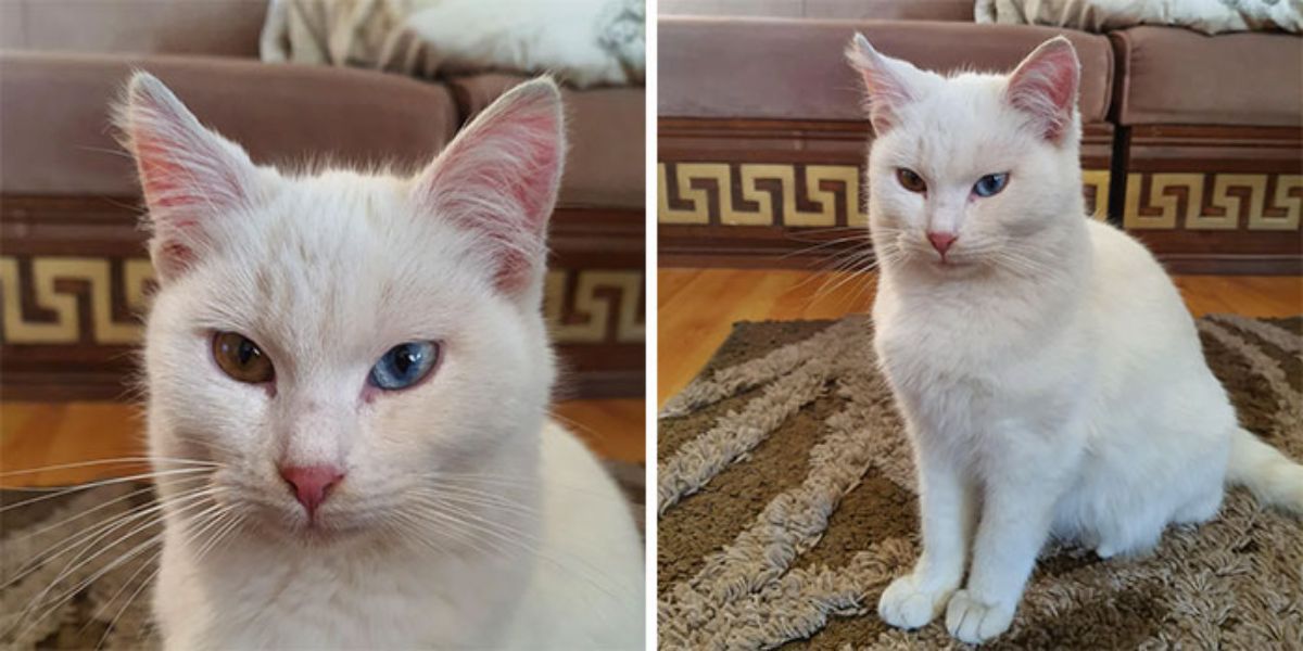 2 photos of a white cat sitting that has one green eye and one blue eye