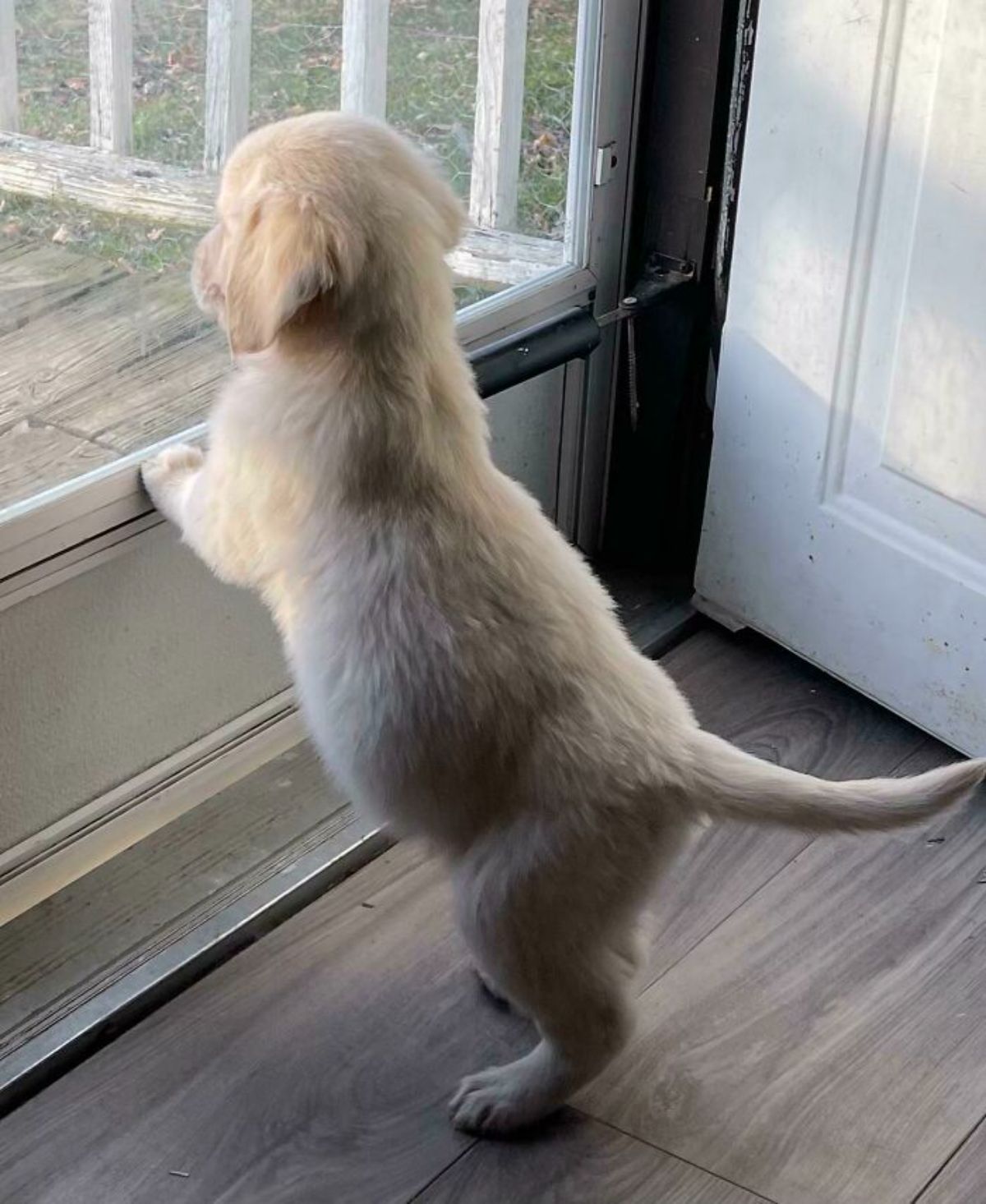 golden retriever puppy standing on hind legs looking through a glass door