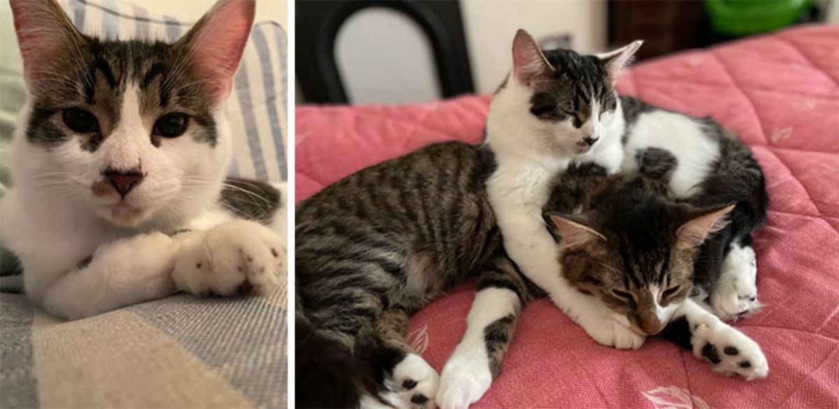 1 photo of a black and white tabby cat on a blue and white sofa and 1 photo of one black and white tabby and grey tabby on a red bed
