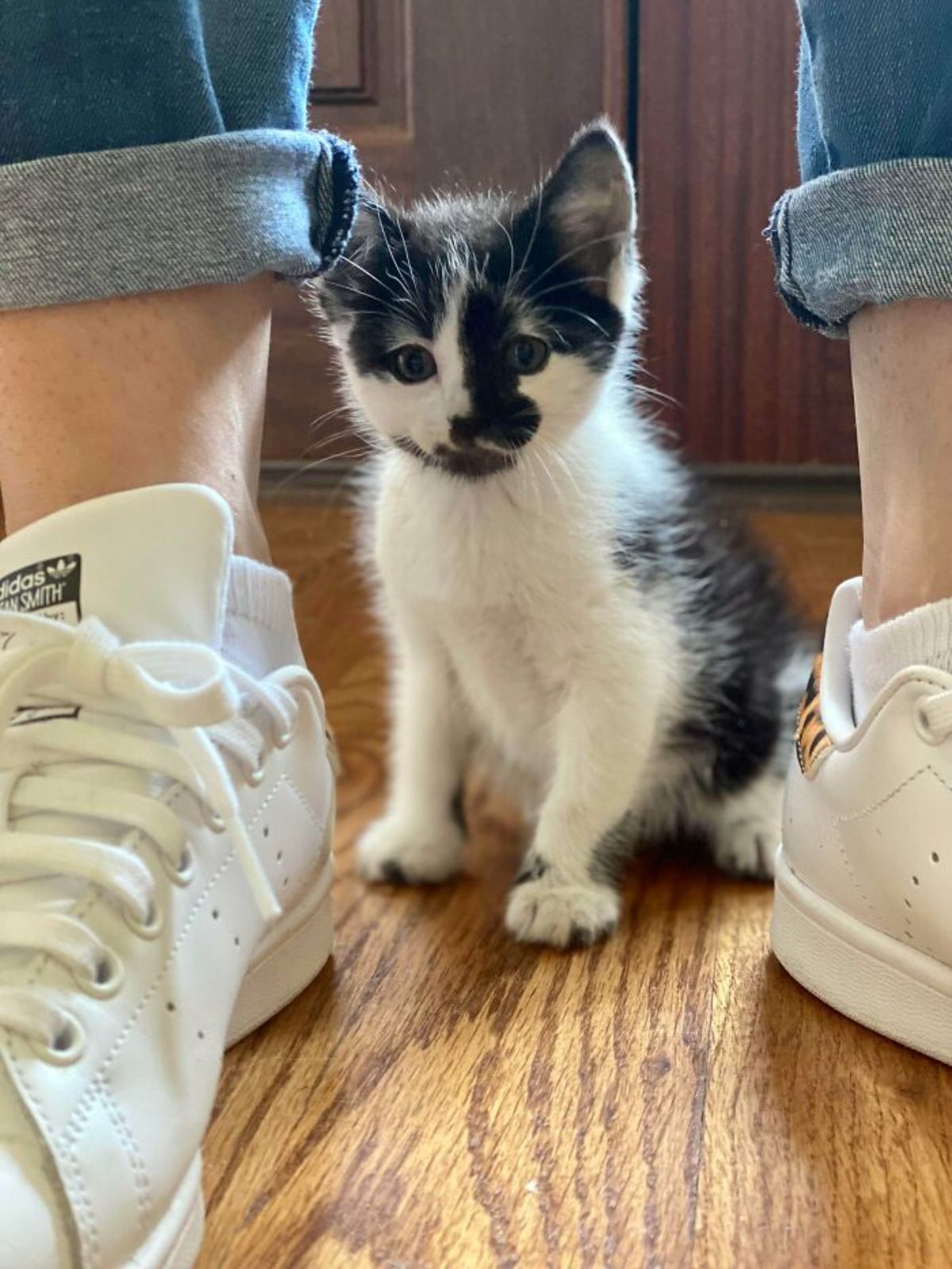 black and white kitten sitting on the floor between someone's feet