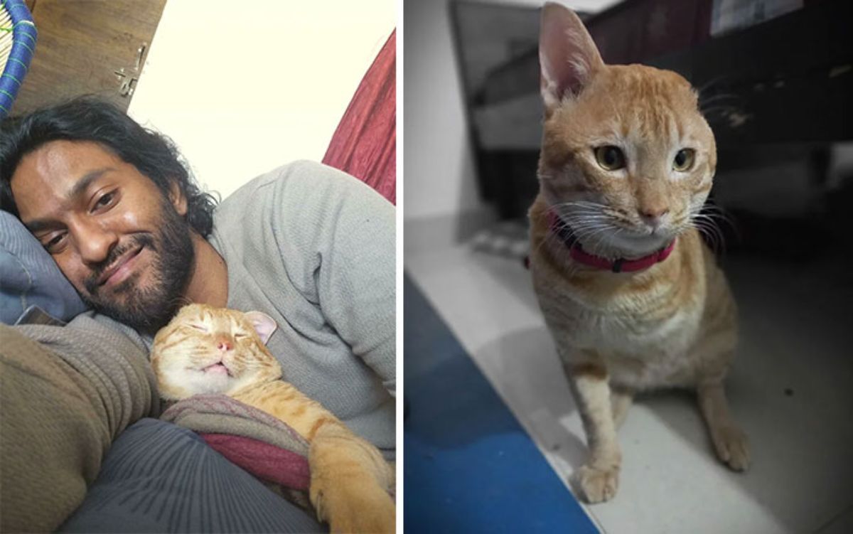 1 photo of orange cat cuddled with a man on a bed and 1 photo of an orange cat with one ear sitting