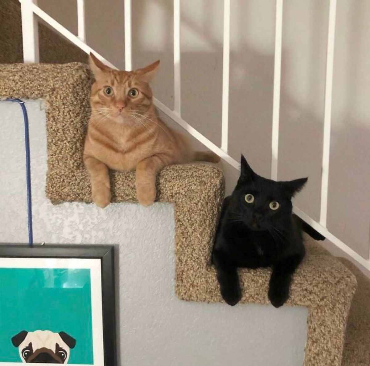 orange cat laying on one brown stair and a black cat laying on the stair below