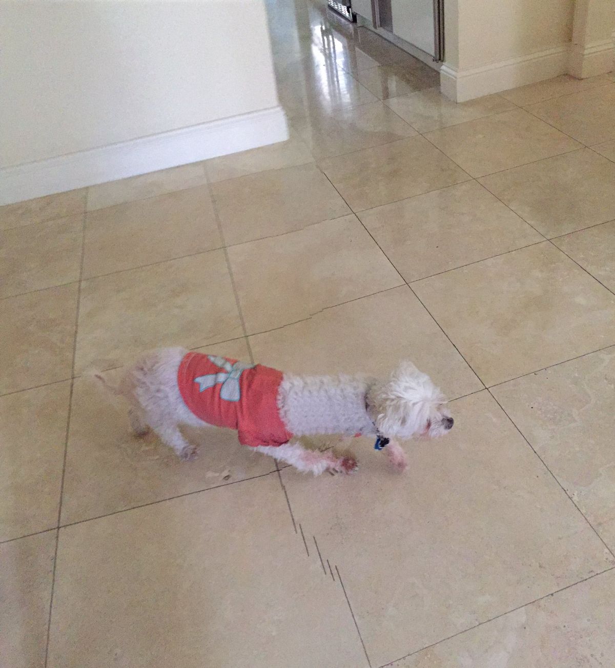 panoramic fail of white dog walking on the floor wearing a red shirt has a long neck