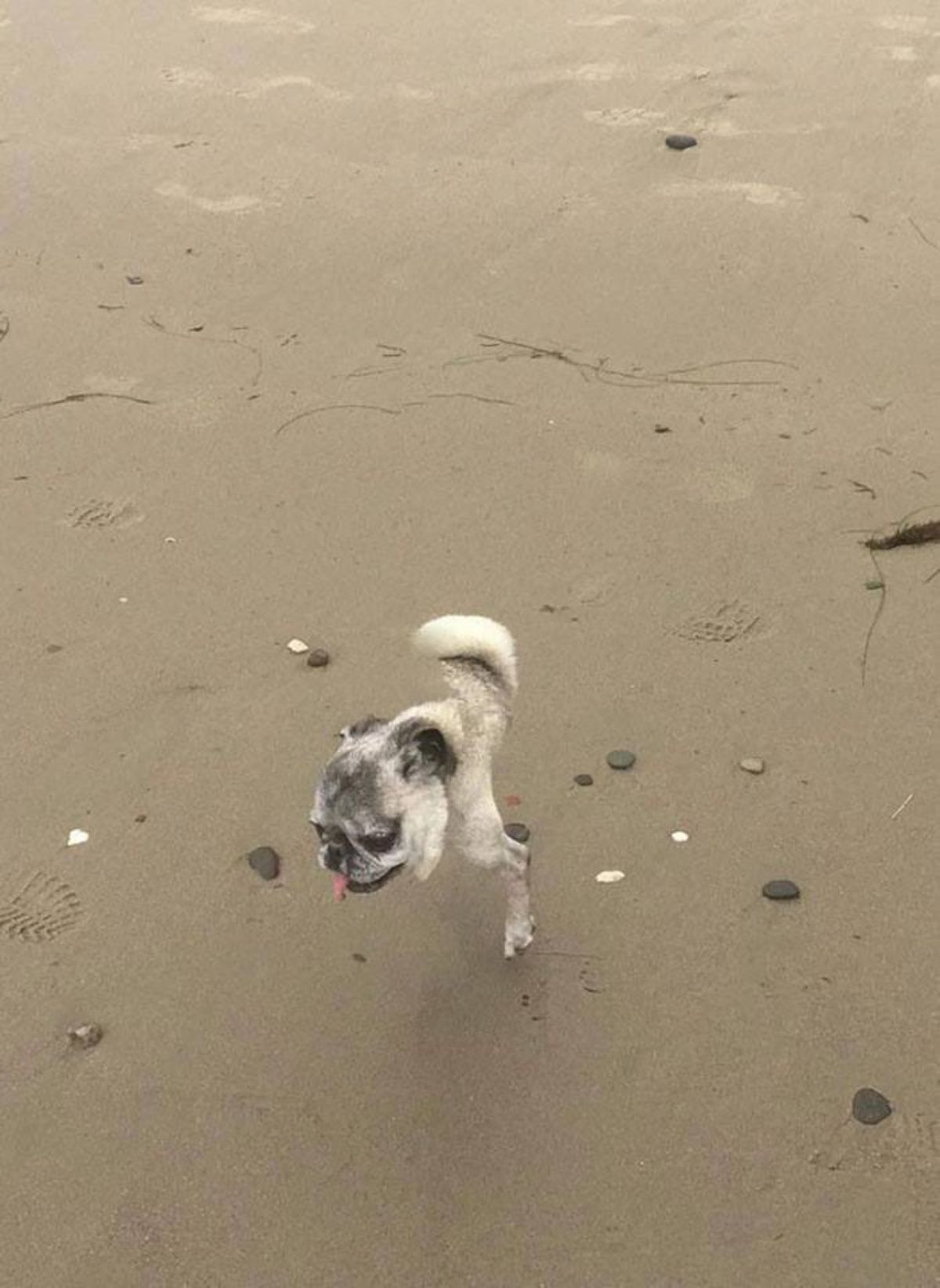 panoramic fail of brown pug on beach with 1 leg and no body with the head attached to the tail