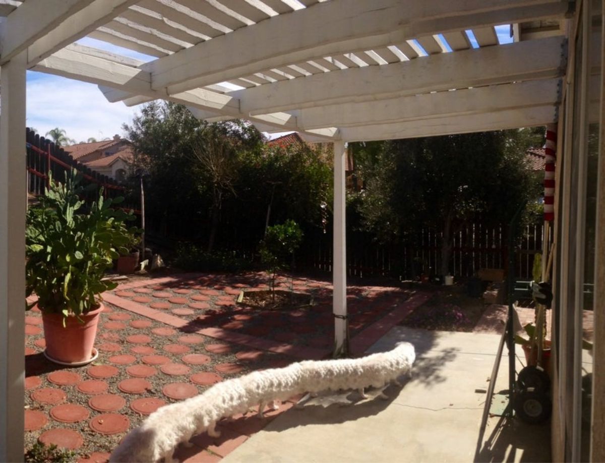 panoramic fail of of white fluffy dog with a very long body and at least 14 legs walking in a garden
