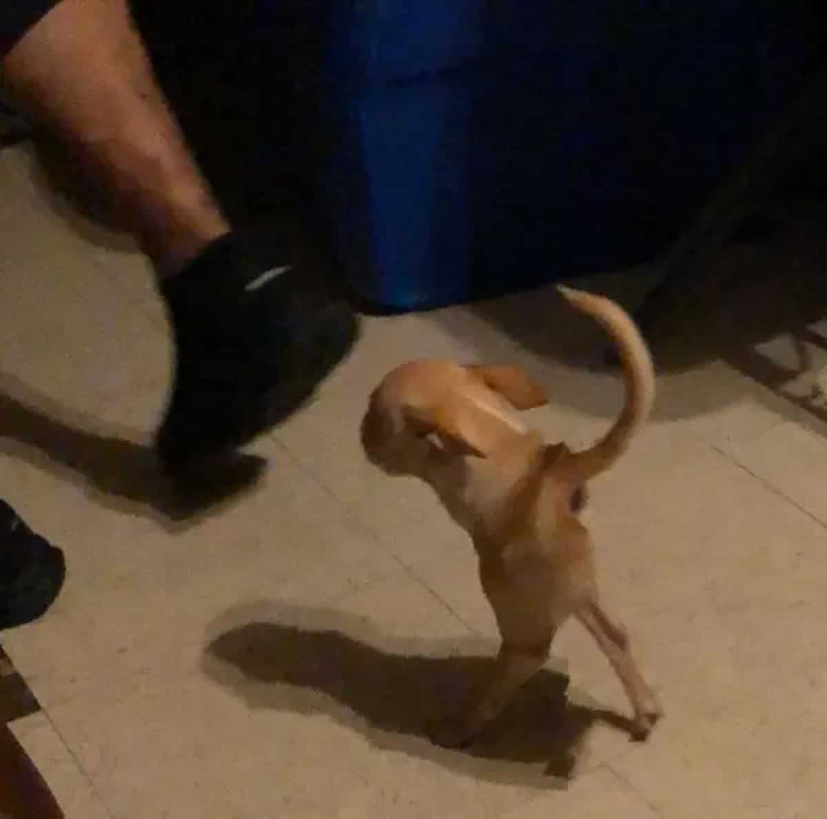 panoramic fail of small brown dog with only 2 legs and no body with the head attached to the body running after someone