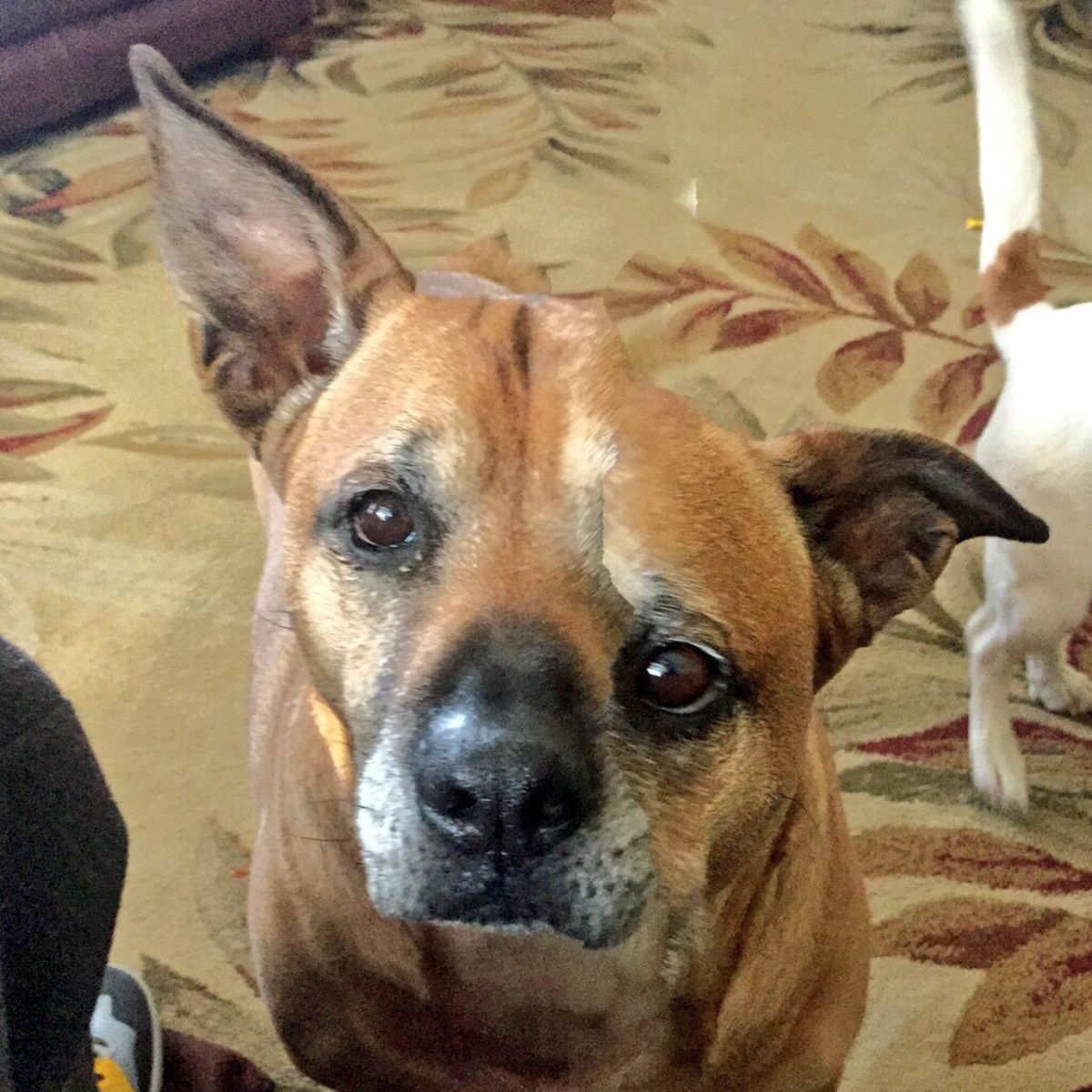 panoramic fail of brown dog with the left side of the face lower than the right with the left eye near the snout