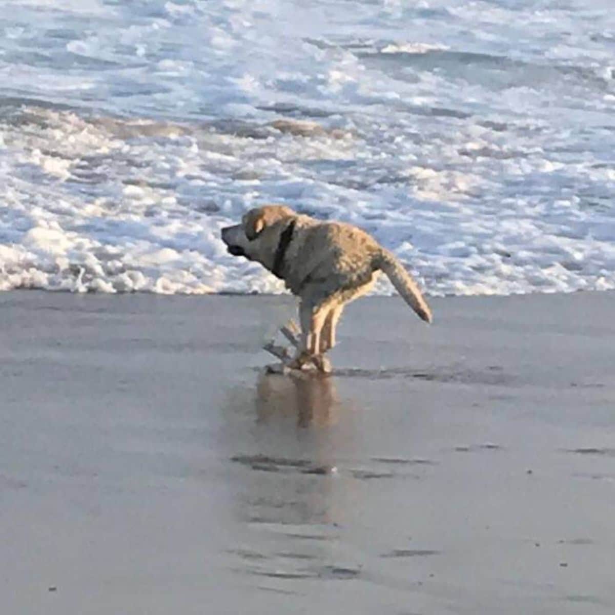 panoramic fail of brown dog running to the water at the beach with 2 legs and a short body