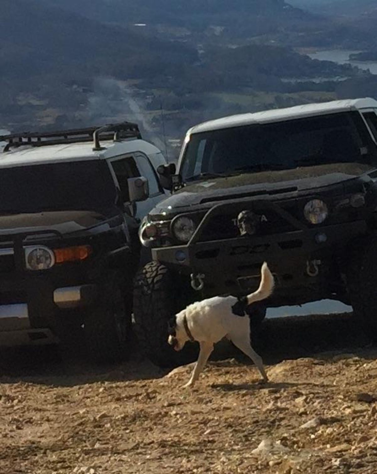panoramic fail of black and white dog with 2 legs and a very short body standing in front of 2 black suvs