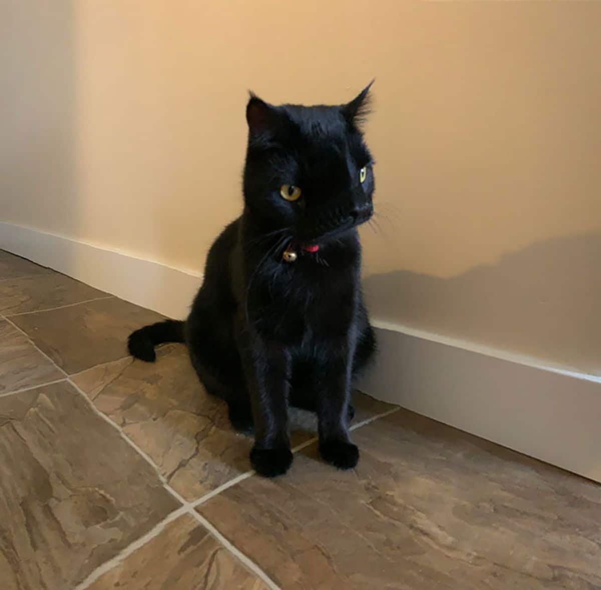 panoramic fail of black cat sitting on the floor with a large nose area and the eyes on either side of the head