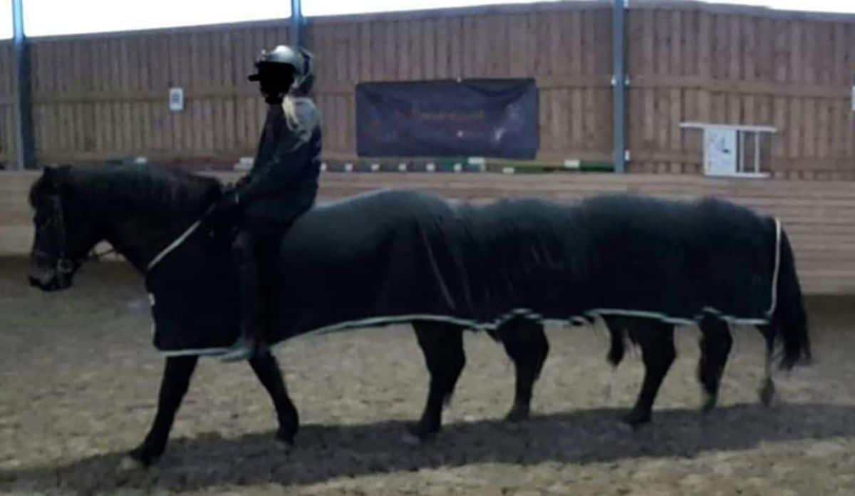 panoramic fail of black horse with a rider on top and the horse has a very long body and 7 and a half legs