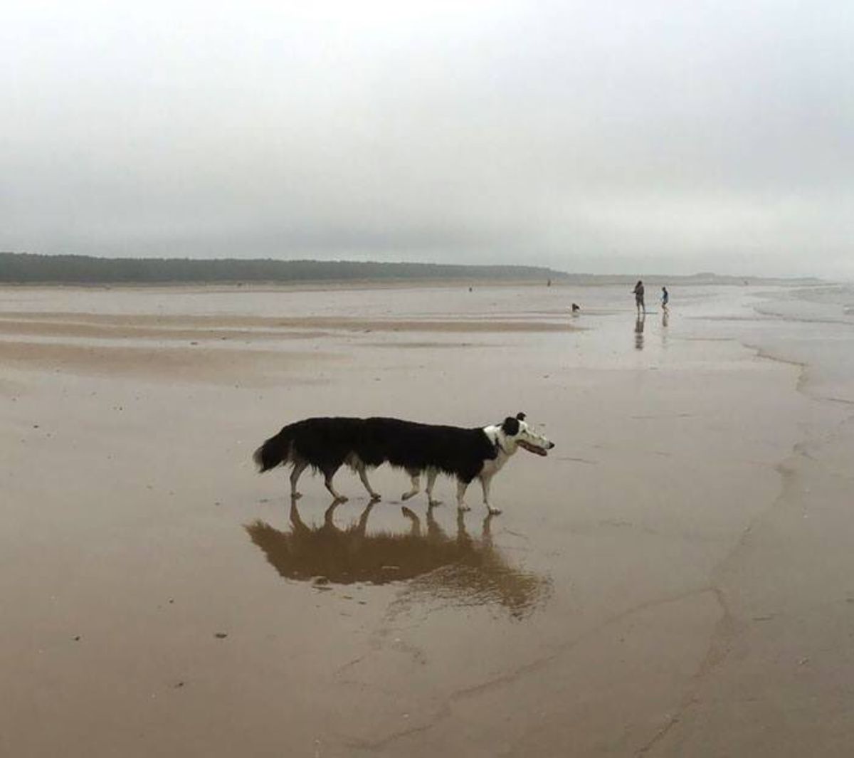 panoramic fail of black and white dog standing on beach with long snout, long body and 7 legs