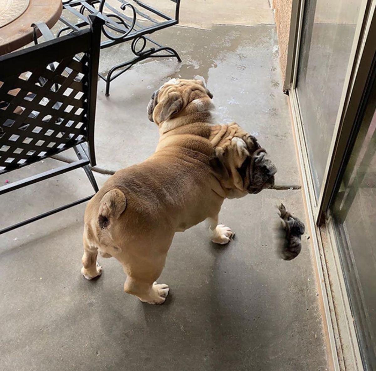 panoramic fail of brown bulldog with 2 heads looking in two directions and a free floating face