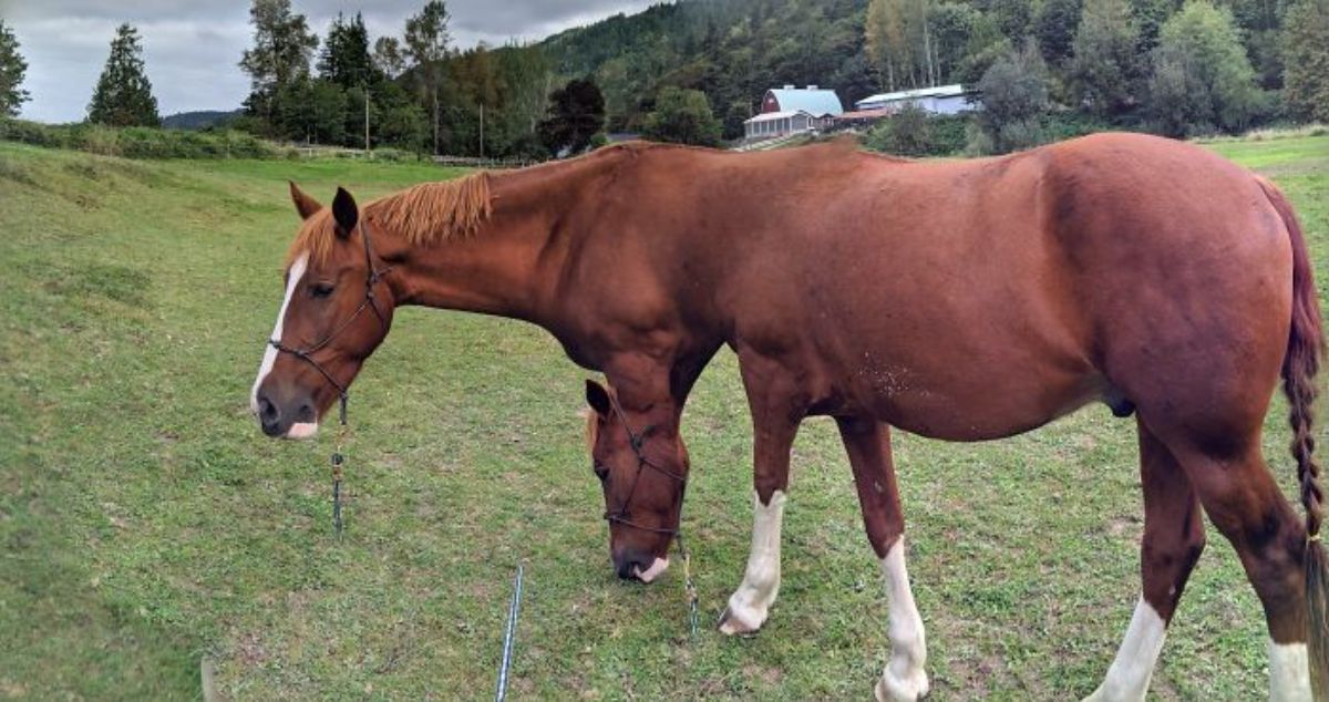 panoramic fail of brown and white horse with 2 heads, 1 head is held up and the other is grazing