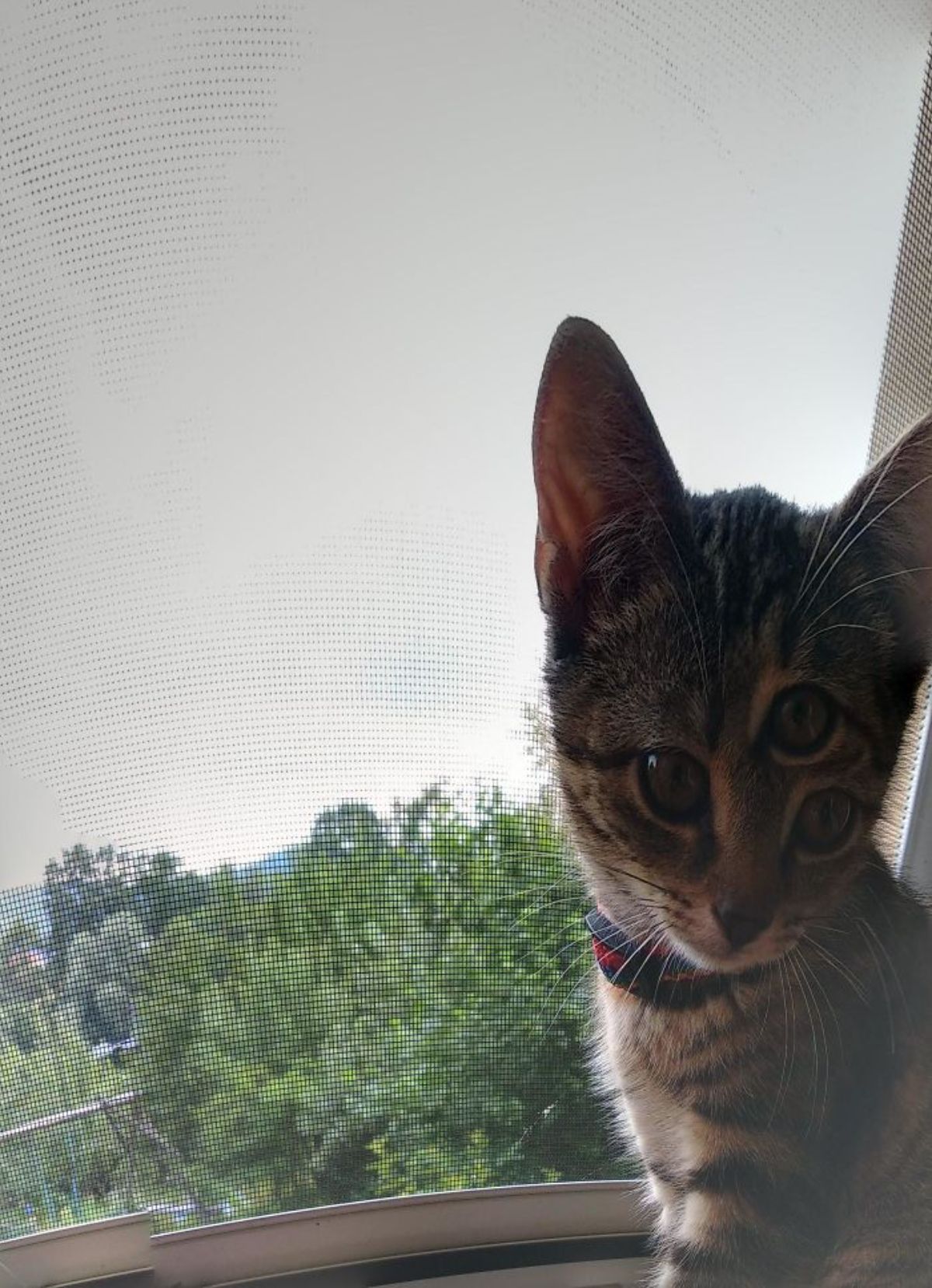 panoramic fail of grey tabby kitten with an extra eye on its forehead