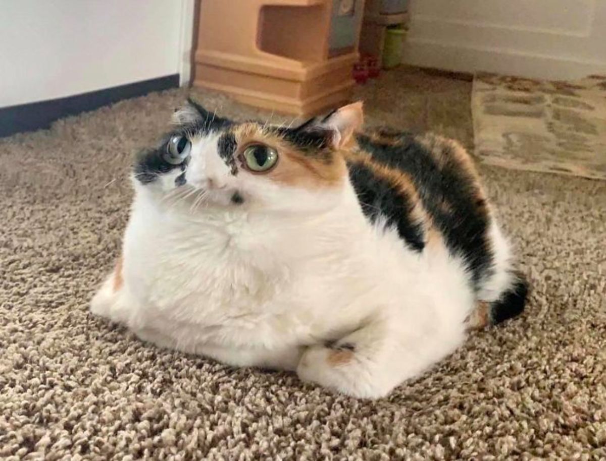 panoramic fail of white black and orange cat laying like a loaf on brown and white carpet with the face flattened