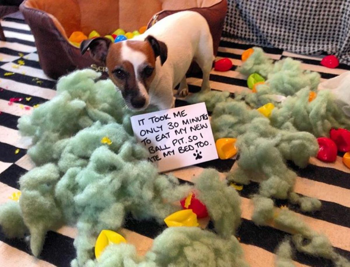 small brown and white dog standing on black and white carpet surrounded by green wool with the note It took me only 30 minutes to eat my new ball pit. So i ate my bed too