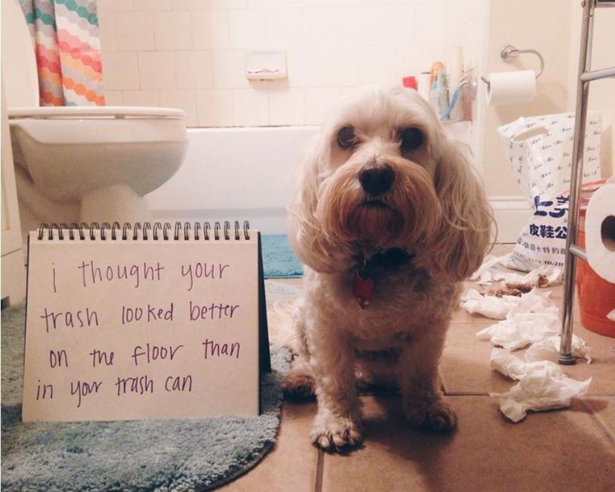 fluffy white dog sitting on bathroom with note saying i thought your trash looked better on the floor than in your trash can