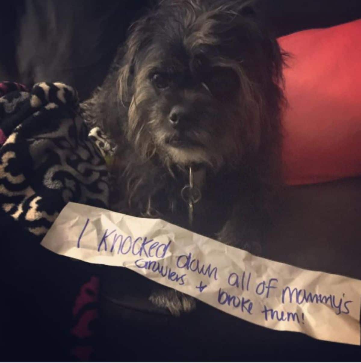 fluffy black dog on a brown sofa with a note saying i knocked down all of mommy's growlers and broke them