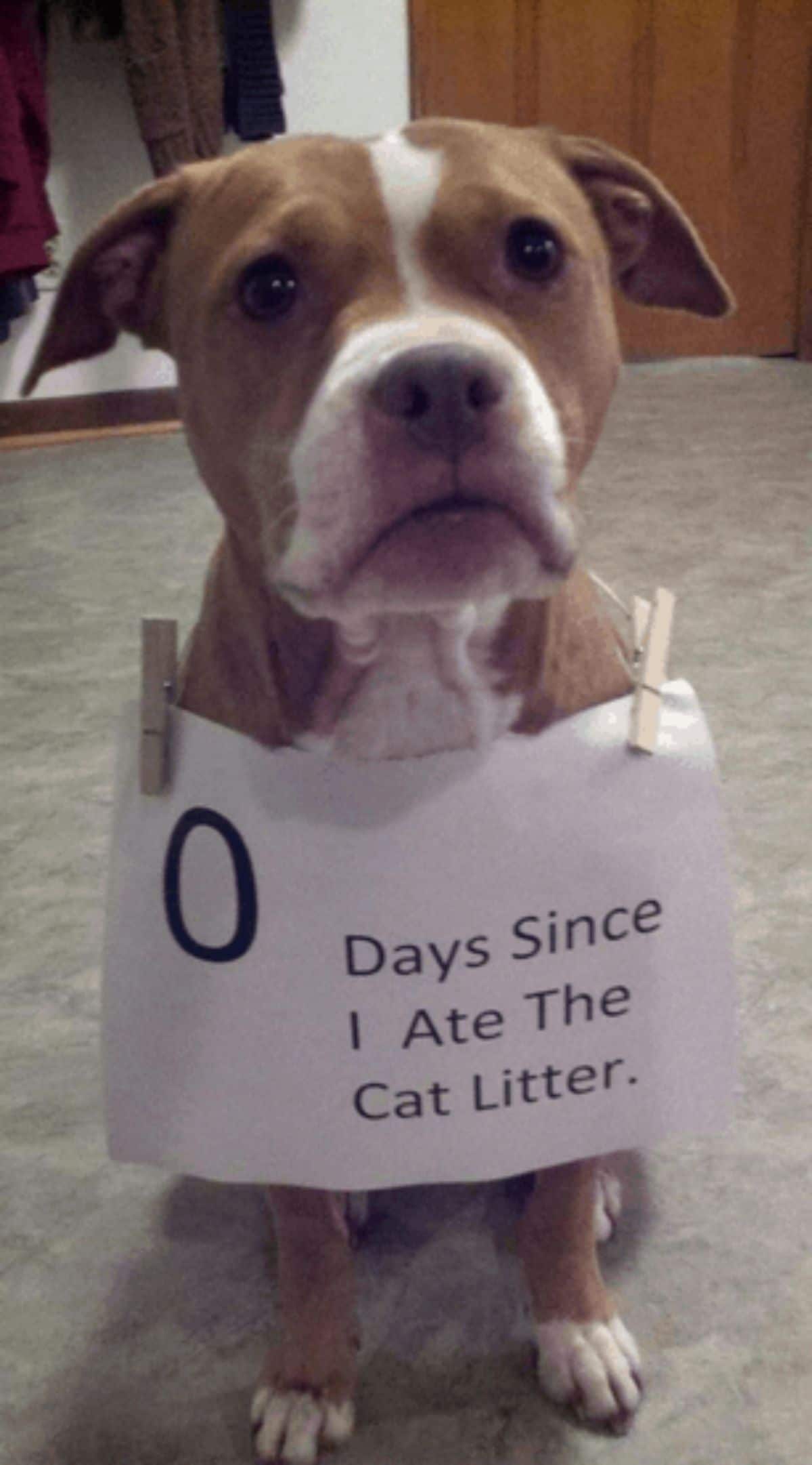 brown and white dog sitting wearing a sign saying 0 days since I ate the cat litter around its neck