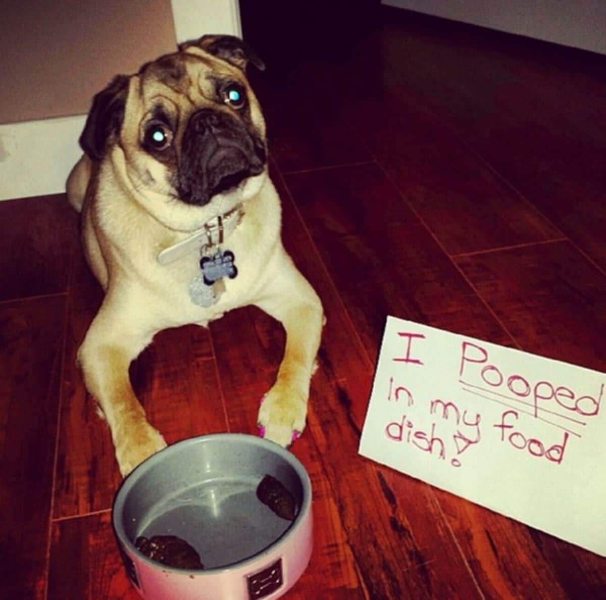 brown pug laying on the floor in front of grey food bowl with poop in it with a sign saying I pooped in my food dish