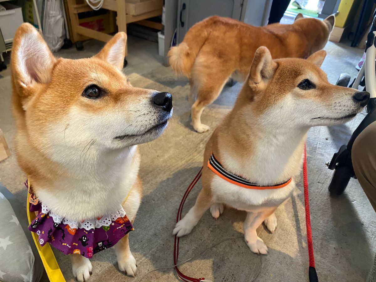 2 brown and white shiba inu sitting on the floor with collars and leashes