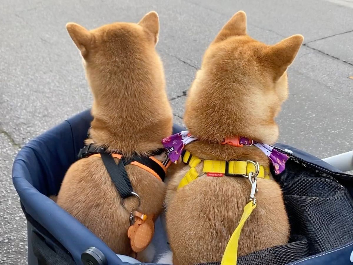 2 brown shiba inus sitting in a blue carrier with collars, harnesses and leashes on with their back to the camera