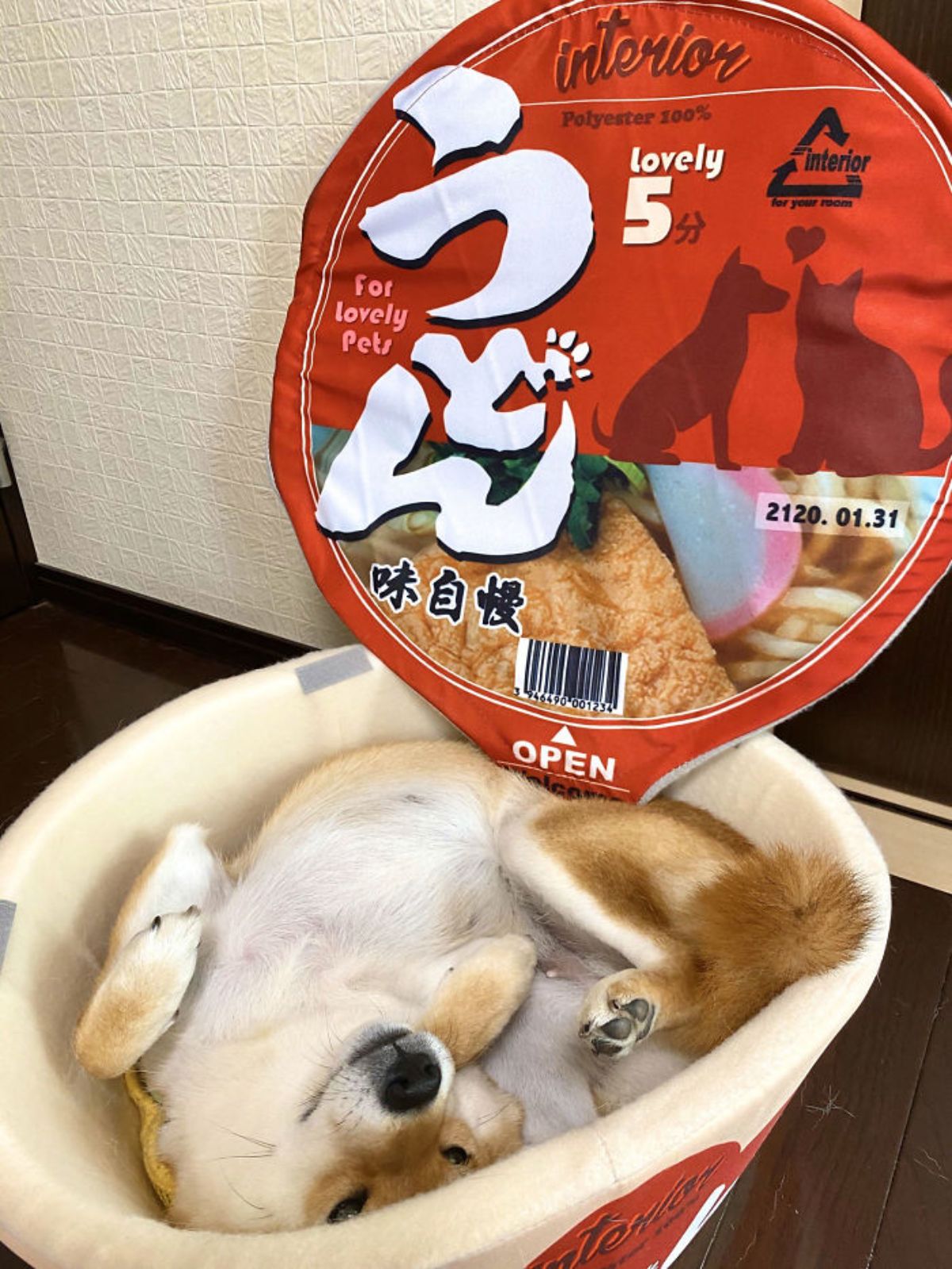 brown and white shiba in laying curled up belly up inside a round red and white dog bed with a lid that has the print of a snack