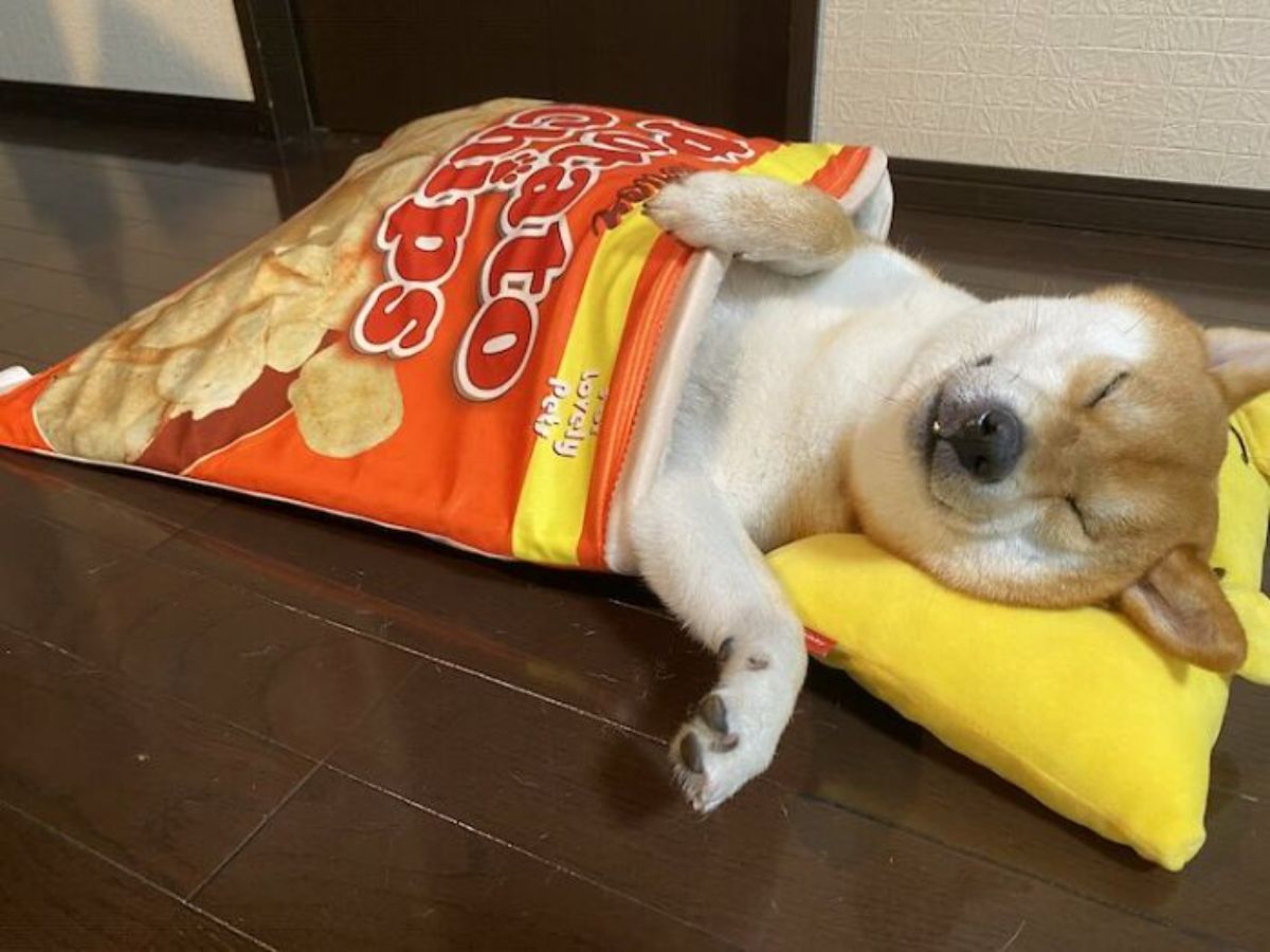 brown and white shiba inu sleeping with front paws sticking out with head on yellow pillow with bunny ears and inside a blanket with print of potato chips