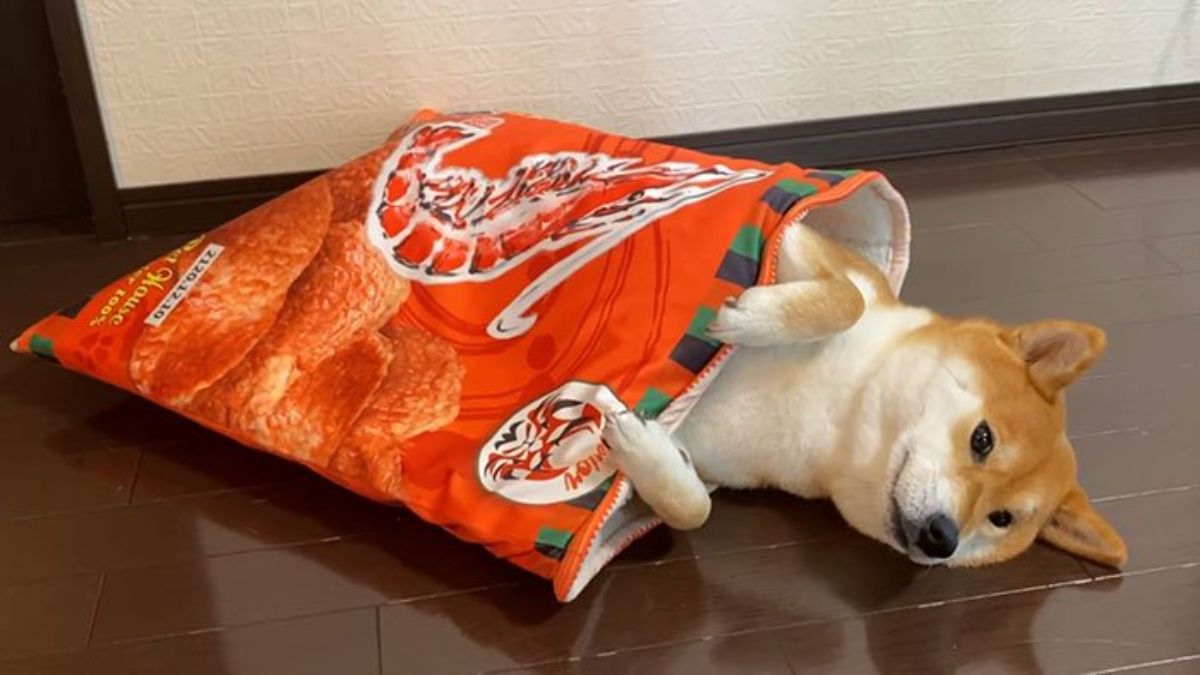 brown and white shiba inu sleeping belly up with head and front paws outside in a sleeping bag with a print of a snack pack