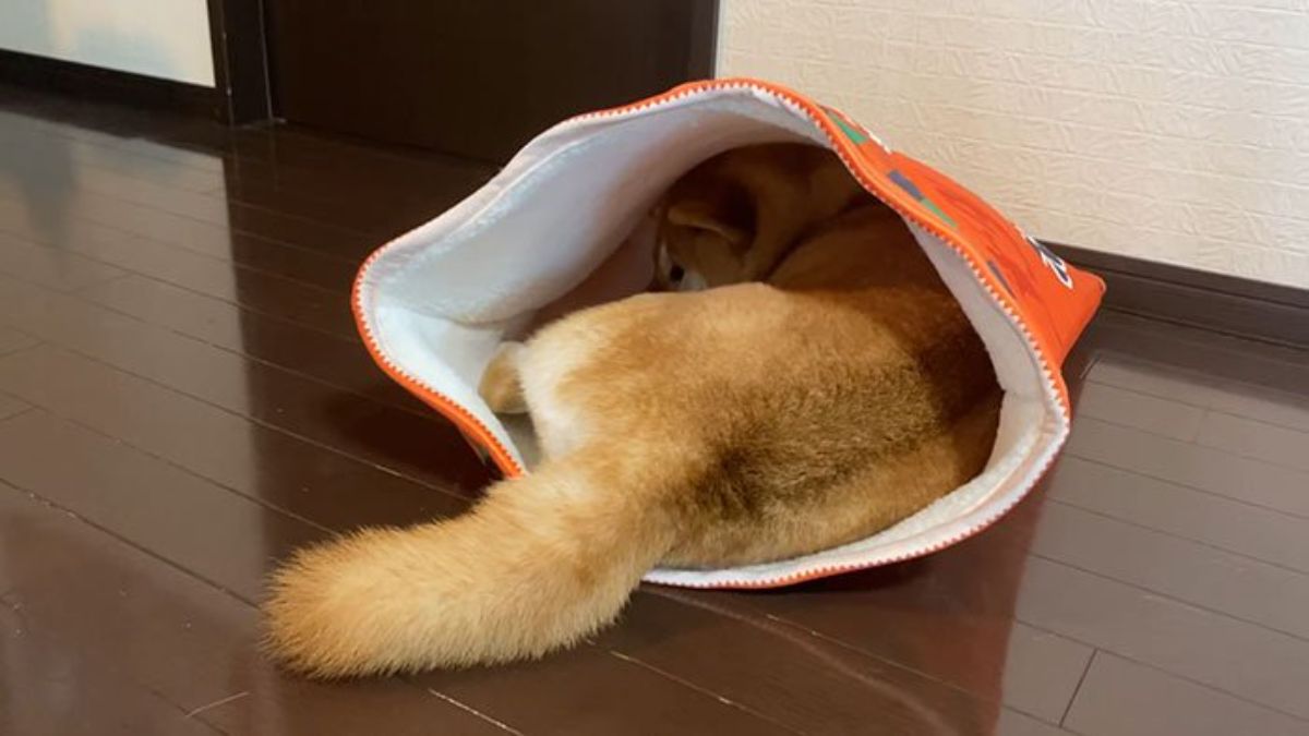 brown and white shiba inu inside a sleeping bag with a print of a snack pack with the tail sticking out