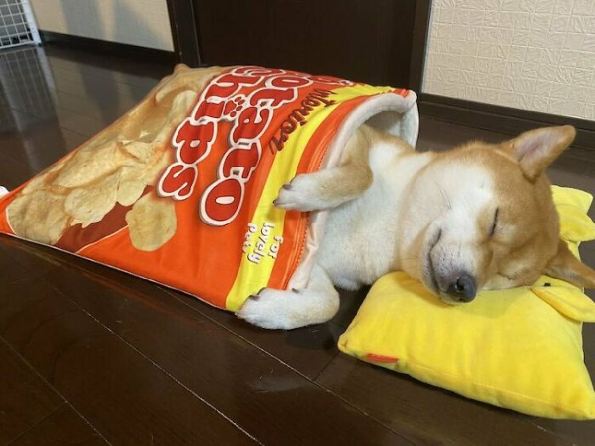 brown and white shiba inu sleeping with head on yellow pillow with bunny ears and inside a blanket with print of potato chips
