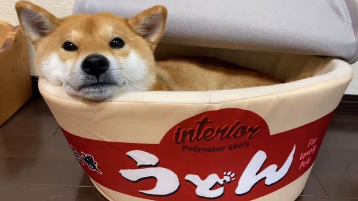 brown and white shiba in sleeping laying inside a round red and white dog bed with a print of a snack label on the front