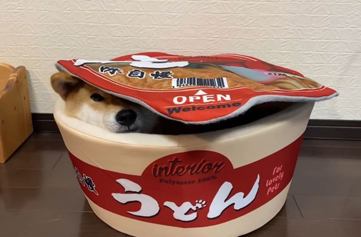 brown and white shiba in sleeping curled up inside a round red and white dog bed with a lid that has the print of a snack with the lid on the dog's head