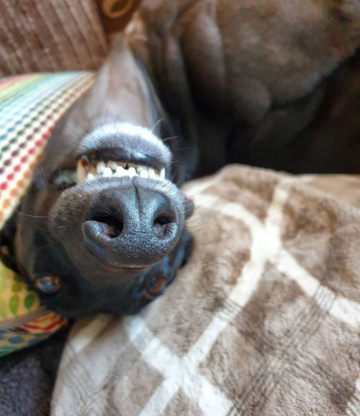old black greyhound sleeping belly up with a close up on the dog's upside down face showing teeth