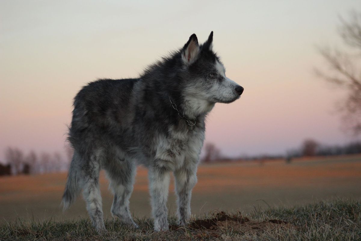 old black and white husky standing on grass