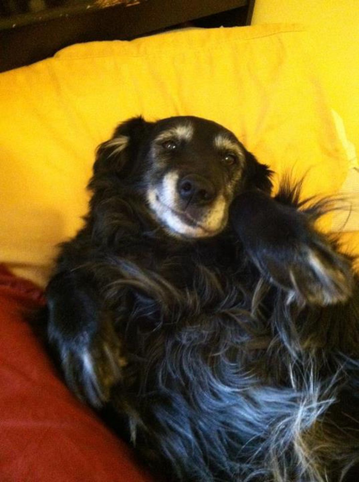 old black and white fluffy dog laying belly up with a yellow pillow behind and the dog has a lopsided smile